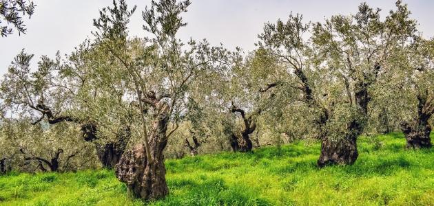 بعد كم سنة تثمر شجرة الزيتون صورة مقال بعد كم سنة تثمر شجرة الزيتون