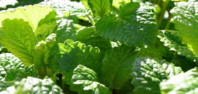 أعشاب لتفتيت حصى المرارة صورة مقال أعشاب لتفتيت حصى المرارة