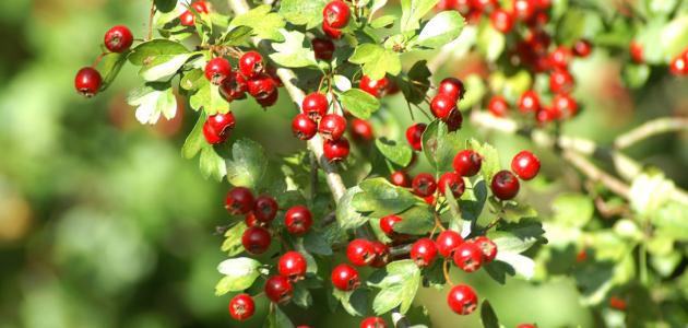 أعشاب لحرق الكوليسترول صورة مقال أعشاب لحرق الكوليسترول