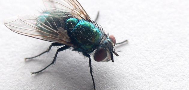 كيف تتخلص من الذباب نهائياً صورة مقال كيف تتخلص من الذباب نهائياً