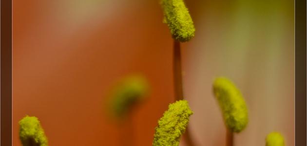 طرق انتقال حبوب اللقاح صورة مقال طرق انتقال حبوب اللقاح