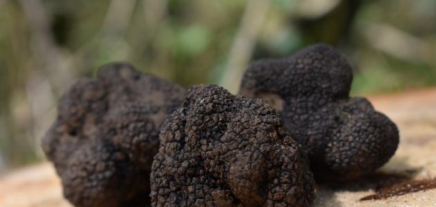 ما هو الفقع وفوائده صورة مقال ما هو الفقع وفوائده