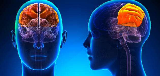 كيف يعمل المخ البشري صورة مقال كيف يعمل المخ البشري