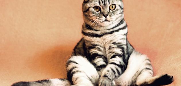 كيفية التخلص من رائحة بول القطط صورة مقال كيفية التخلص من رائحة بول القطط