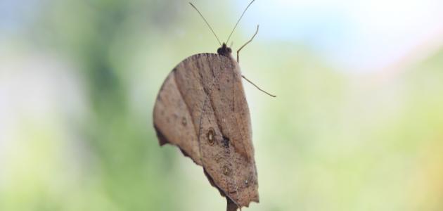 أسباب ظهور حشره العته صورة مقال أسباب ظهور حشره العته