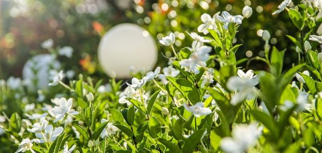 كيفية الاعتناء بالغاردينيا المنزلية صورة مقال كيفية الاعتناء بالغاردينيا المنزلية