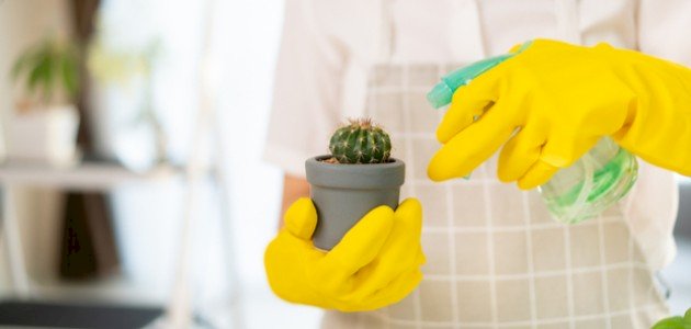 كيفية الاعتناء بالصبار صورة مقال كيفية الاعتناء بالصبار