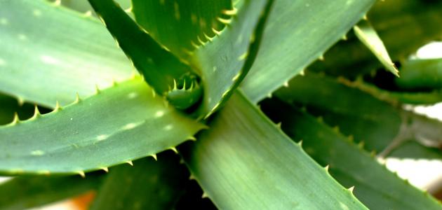 كيفية التخلص من شوك الصبار صورة مقال كيفية التخلص من شوك الصبار