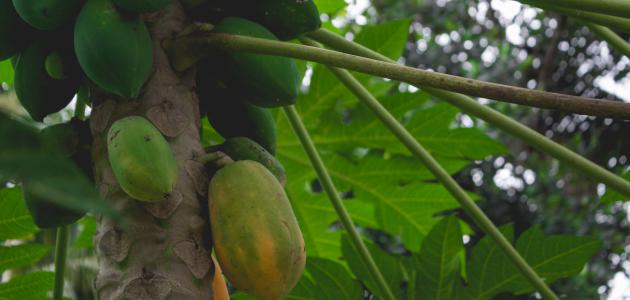 كيفية زراعة فاكهة البابايا صورة مقال كيفية زراعة فاكهة البابايا