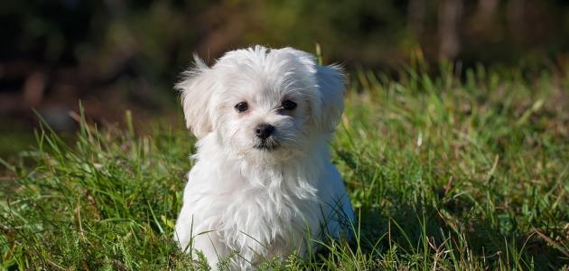 أسماء الكلاب صورة مقال أسماء الكلاب