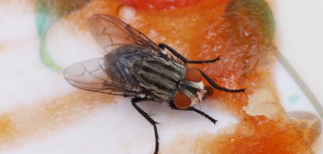 كيفية التخلص من الذباب بدون مبيدات حشرية صورة مقال كيفية التخلص من الذباب بدون مبيدات حشرية