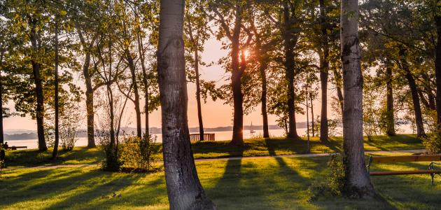 كيفية الحفاظ على الأشجار صورة مقال كيفية الحفاظ على الأشجار