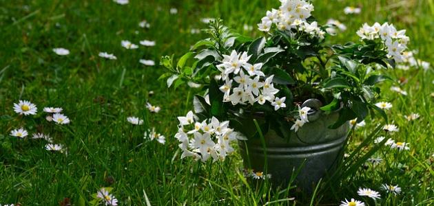 كيفية زراعة الياسمين صورة مقال كيفية زراعة الياسمين