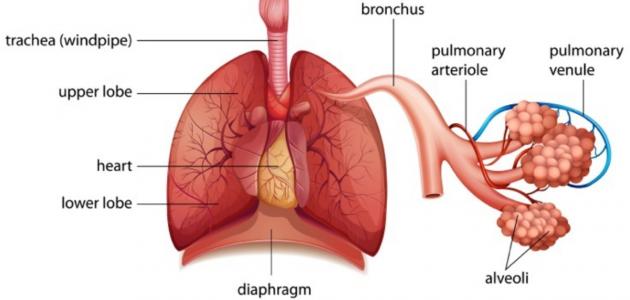 ما هي أعضاء الجهاز التنفسي صورة مقال ما هي أعضاء الجهاز التنفسي