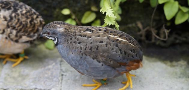 تربية السمان صورة مقال تربية السمان