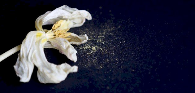 تعريف حبوب اللقاح صورة مقال تعريف حبوب اللقاح