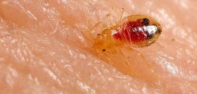 أسباب ظهور حشرة البق صورة مقال أسباب ظهور حشرة البق