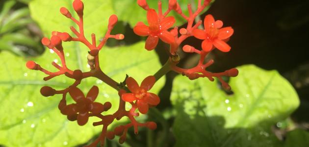 أعشاب لعلاج الخمول وكثرة النوم صورة مقال أعشاب لعلاج الخمول وكثرة النوم