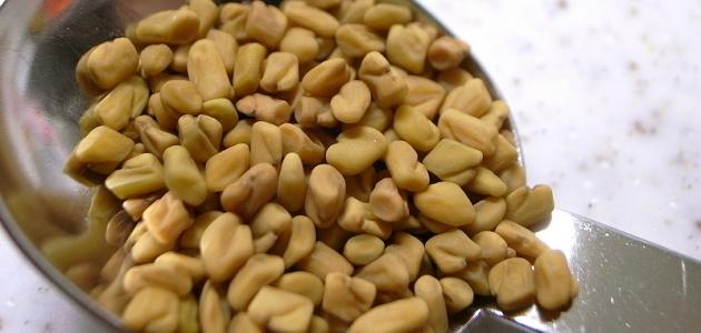 طريقة تحضير الحلبة اليمنية صورة مقال طريقة تحضير الحلبة اليمنية