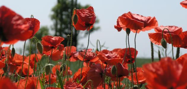 أشعار عن الحب والشوق صورة مقال أشعار عن الحب والشوق