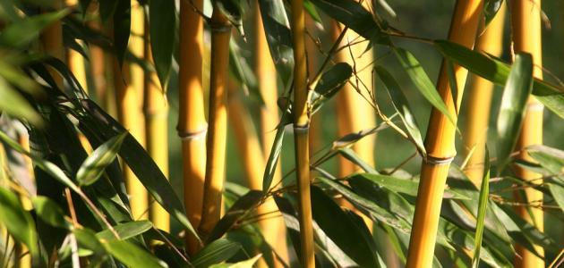 كيفية العناية بنبات البامبو صورة مقال كيفية العناية بنبات البامبو