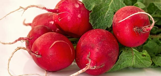 فوائد بذور الجرجير والفجل صورة مقال فوائد بذور الجرجير والفجل