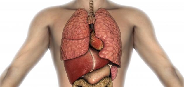 أين يوجد الكبد في الجسم صورة مقال أين يوجد الكبد في الجسم