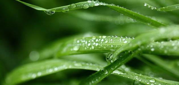 آثار الأمطار الحمضية صورة مقال آثار الأمطار الحمضية