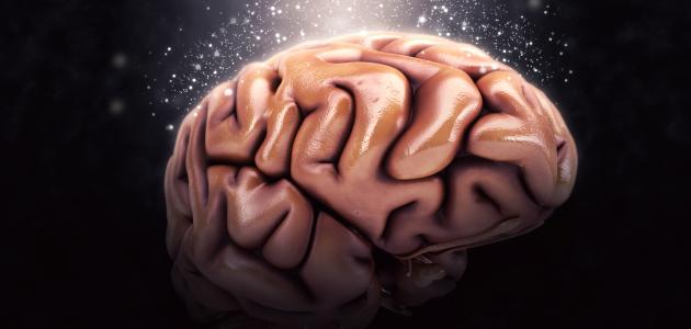 أجزاء الدماغ ووظيفة كل جزء صورة مقال أجزاء الدماغ ووظيفة كل جزء