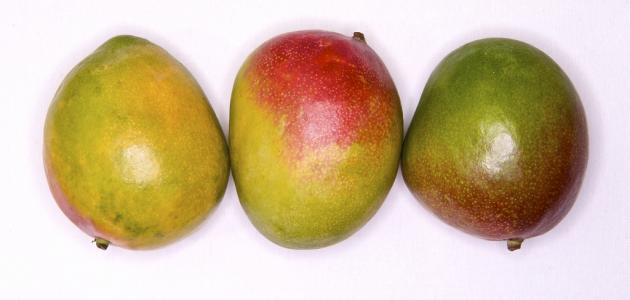 كيفية زراعة بذور المانجو صورة مقال كيفية زراعة بذور المانجو