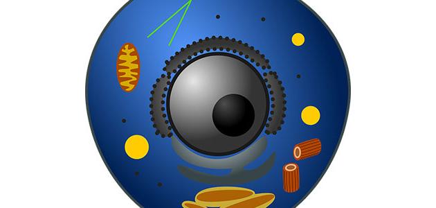 أجزاء الخليه الحيوانية صورة مقال أجزاء الخليه الحيوانية