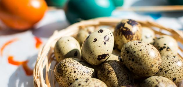 ما فائدة بيض السمان صورة مقال ما فائدة بيض السمان