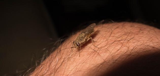 أعراض ذبابة تسي تسي صورة مقال أعراض ذبابة تسي تسي