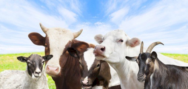 السن المعتبرة شرعًا في الأضاحي على اختلاف أنواعها صورة مقال السن المعتبرة شرعًا في الأضاحي على اختلاف أنواعها