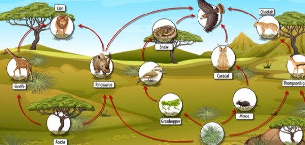 الفرق بين السلسلة الغذائية والشبكة الغذائية صورة مقال الفرق بين السلسلة الغذائية والشبكة الغذائية