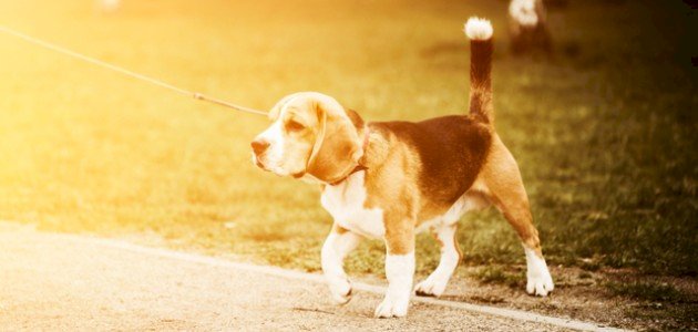 قصة عن الرفق بالحيوان للأطفال صورة مقال قصة عن الرفق بالحيوان للأطفال