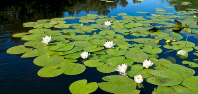 تكيف النباتات في البيئة المائية صورة مقال تكيف النباتات في البيئة المائية