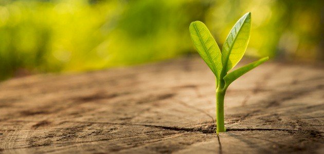 تعبير عن الكلمة الطيبة والكلمة الخبيثة صورة مقال تعبير عن الكلمة الطيبة والكلمة الخبيثة