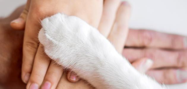 تعريف حقوق الحيوان صورة مقال تعريف حقوق الحيوان