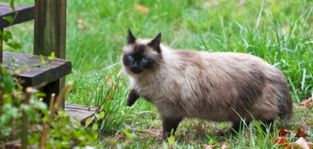 أنواع قطط الهملايا صورة مقال أنواع قطط الهملايا