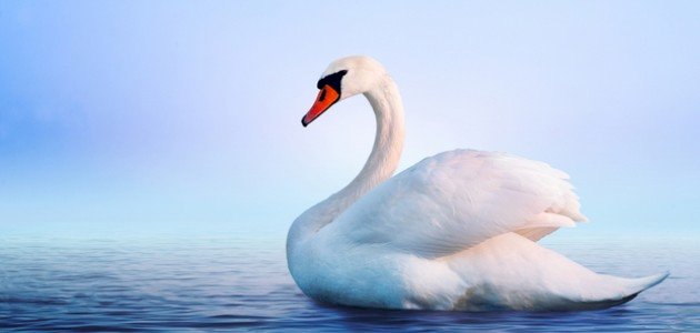 طائر البجع صورة مقال طائر البجع