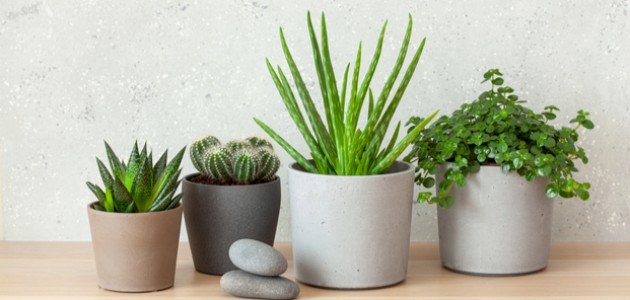 شرح أجزاء النبات ووظائفها للأطفال صورة مقال شرح أجزاء النبات ووظائفها للأطفال