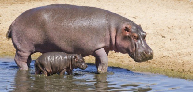 كيفية تكاثر فرس النهر صورة مقال كيفية تكاثر فرس النهر