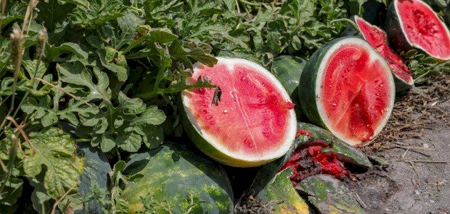 طرق مكافحة الآفات لمزارعي البطيخ صورة مقال طرق مكافحة الآفات لمزارعي البطيخ