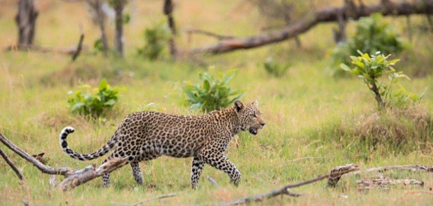 معلومات عن حيوانات الغابة المفترسة صورة مقال معلومات عن حيوانات الغابة المفترسة