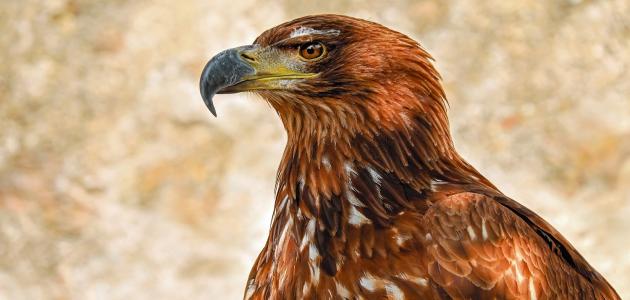 خصائص الطيور الجارحة صورة مقال خصائص الطيور الجارحة