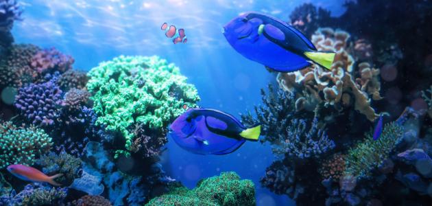 أجمل المخلوقات البحرية صورة مقال أجمل المخلوقات البحرية