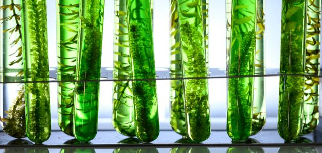 أسس تصنيف الطحالب صورة مقال أسس تصنيف الطحالب