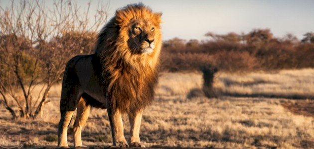 لماذا يسمى الأسد ملك الغابة صورة مقال لماذا يسمى الأسد ملك الغابة