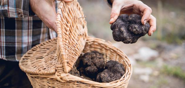 أنواع الكمأة صورة مقال أنواع الكمأة